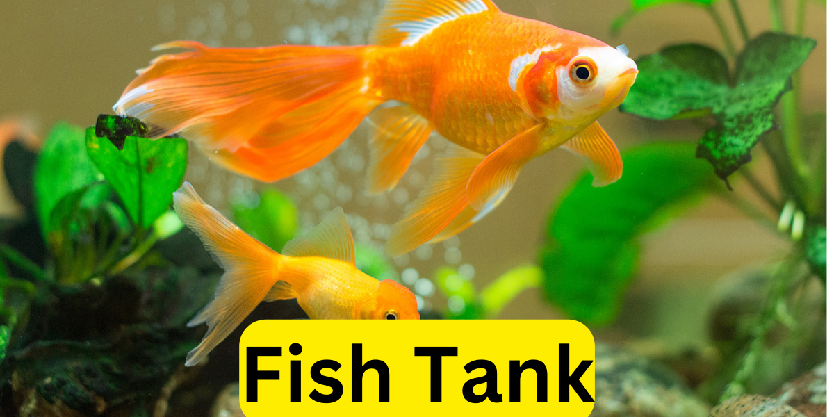 Fish Tank: Creating a Miniature Aquatic World at Home