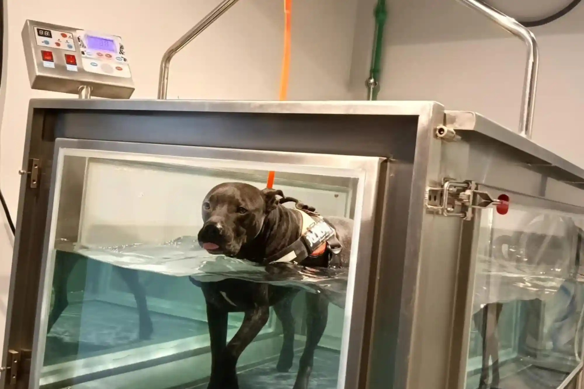Hydrotherapy for Dogs in Dubai: Rehabilitation and Weight Loss Pools